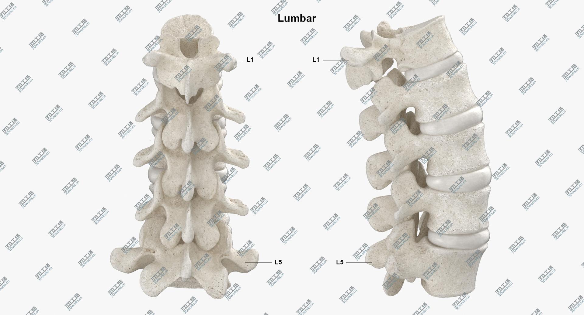 images/goods_img/2021040163/Real Human Lumbar Vertebrae L1 to L5 Bones With Intervertibral Disks 01 White 3D model/4.jpg